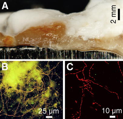 Photomicrographs of biofilms grown on stainless-steel test coupons within 17 days of immersion in clear filtrate of paper machine A (Table 1). A Stereomicroscopy of the unstained biofilm revealed a layered structure with an orange-colored, slimy, cohesive layer closest to the steel surface. Epifluorescence photomicrographs from the steel surface after scraping off most of the orange biofilm layer. B A network of adherent filamentous bacteria (stained with the nucleic acid stain ethidium bromide (EtBr), orange fluorescence) and yellowish autofluorescence from remains of the slime matrix. C Confocal laser scanning microscopy (CLSM) image is an optical thin-section (z=1.5 µm) from the interior of the orange slime, showing thin rod-shaped bacteria of variable lengths growing as filaments. The slime matrix around the filaments was non-fluorescent under single wavelength excitation (488 nm) of CLSM