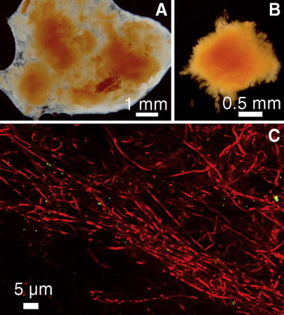 Analysis of the outbreak of red slimes in mill B. A Stereomicroscope image of unstained slime from the wire section shows compact red slime deposits surrounded with translucent slime. B The translucent slime suspended easily in contrast to the coherent red deposits causing the quality problem in mill B. C CLSM image (z=3.0 µm) from the interior of a red deposit shows mainly rod-shaped bacteria (EtBr stained, red fluorescence) growing in filaments