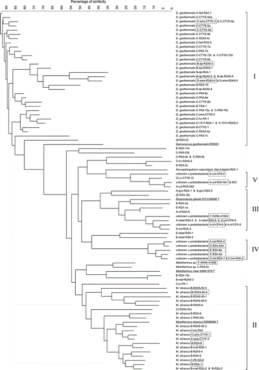 Analysis of the diversity of the 95 pigmented bacteria from the paper industry and four reference strains. The similarity tree was calculated with the neighbor-joining method from a composite data set containing results from analysis of whole-cell fatty-acid composition, T max, morphology, Gram-reaction, pigmentation, biofilm formation, catalase and selected hydrolytic activities (hydrolysis of starch, casein and lipids). The strains were named, when possible, based on the same composite data set. Strains marked with boxes were also analyzed for partial or full 16S rDNA sequences. Strains are shown in the same line if the cluster analysis showed less than 3% difference. The analysis revealed five bacterial groups (I–V). Strains whose group assignment was questionable because of one atypical phenotypic property are shown in parentheses