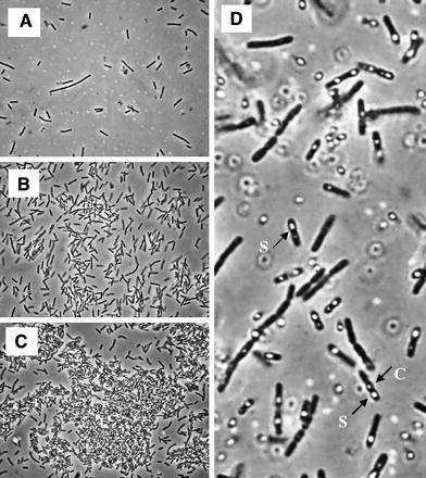 Phase contrast micrographs (×400) of Bacillus thuringiensis var. israelensis in batch run with S 0 = 30.8 g/l, showing main morphological characteristics of the four growth phases. a Phase I, at 2 h of fermentation: only vegetative cells. b Phase II, at 10 h of fermentation: the beginning of flocculation. c Phase III, at 18 h of fermentation: large clumps. d Phase IV, at 21 h of fermentation: complete maturation of spores, disappearance of clumps and cell lysis (S spores, C crystals of δ-endotoxins)