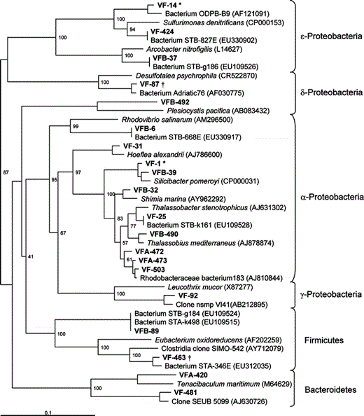 Phylogenetic tree based on partial 16S rRNA gene sequences retrieved from biofilm are given in bold types and compared to reference sequences from GenBank (NCBI). Reference sequences were cut to the same length as the sample sequences. The scale bar corresponds to 0.1 changes per nucleotide. Bootstrap values were obtained from 1,000 bootstrap trials and are given in percentage. Letters VFA, VFB and VF refers to location of observation; VF means observed at both locations. †Only observed during biocide treatment, *observed during both biocide and nitrate treatment