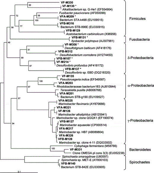 Phylogenetic tree based on partial 16S rRNA gene sequences retrieved from MPN series targeting NRB are given in bold types and compared to reference sequences from GenBank (NCBI). Reference sequences were cut to the same length as the sample sequences, except in case of the sequence with accession nr. AY274450, were only partial sequence was available in GenBank. The scale bar corresponds to 0.1 changes per nucleotide. Bootstrap values were obtained from 1,000 bootstrap trials and are given in percentage. Letters VFA, VFB and VF refers to location of observation; VF means observed at both locations. Asterisk were also observed in MPN series targeting SRB