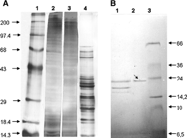 SDS-PAGE 12% from each purification step of actinomycetemcomitin. a Lanes: 1 molecular weight standards (200–14.5 KDa), 2 crude extract, 3 fraction precipited with 30–60% ammonium sulphate, 4 ionic exchange FPLC. b Lanes: 1 hydrophobic interaction in FPLC, 2 gel filtration in HPLC, 3 molecular weight standards (66–6.5 KDa). The protein band presenting bacteriocin activity is indicated with an arrow