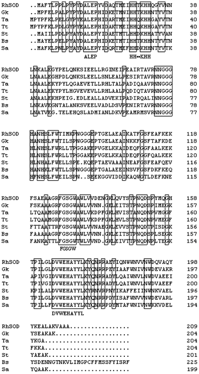 Multiple alignment of SOD amino acid sequences from Rhodothermus sp. XMH10 and other mesophiles and thermophiles. SOD amino acid sequences from RhSOD (Rhodothermus sp. XMH10), Gk (Geobacillus kaustophilus), Ta (Thermus aquaticus), Tt (Thermus thermophilus), St (Streptococcus thermophilus), Bs (Bacillus subtilis) and Sa (Staphylococcus aureus subsp.) are aligned. The solid boxes indicate conserved domains