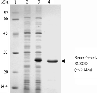 SDS-PAGE gel analysis of the recombinant RhSOD expressed in E. coli BL21(DE3)plysS. Lane 1: molecular weight marker, lane 2: total cell protein extracts of E. coli BL21(DE3)plysS containing pET-His expression vector induced by IPTG for 4 h, lane 3: total cell protein extracts of E. coli BL21(DE3)plysS containing recombinant pET-His expression vector induced by IPTG for 4 h, lane 4: approximate 4 μg of the purified recombinant RhSOD
