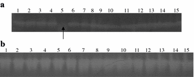 Detection of RhSOD (approximate 4 μg in each lane) and crude SOD enzyme (approximate 5 μg in each lane) activity by nondenaturing PAGE gel. a Lanes 1–5: RhSOD preincubated in water, 5 mM, 10 mM, 100 mM and 0.25 M H2O2, respectively. The arrow showed the inhibited RhSOD by 0.25 M H2O2; lanes 6–10: RhSOD preincubated in water, 10 mM, 100 mM, 0.5 M and 1 M NaN3, respectively; lanes 11–15: RhSOD preincubated in water, 1 mM, 10 mM, 100 mM, and 0.25 M KCN, respectively. b Lanes 1–5: crude SOD enzyme preincubated in water, 5 mM, 10 mM, 100 mM and 0.25 M H2O2, respectively; lanes 6–10: crude SOD enzyme preincubated in water, 1 mM, 10 mM, 100 mM, and 0.25 M KCN, respectively; lanes 11–15: crude SOD enzyme preincubated in water, 10 mM, 100 mM, 0.5 M and 1 M NaN3, respectively