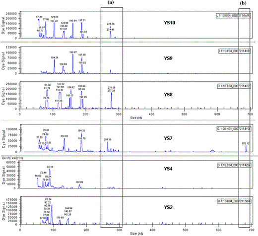 Polymorphism between strains of yeast Saccharomyces cerevisiae by primer combination E-AGG/M-CTA labeled with the Cy5 dye; (a) zoom of polymorphism among four strains at 270 bp; (b) zoom of polymorphism in a strain at 680 bp. Yeast species for the different polymorphisms are listed in Table 1