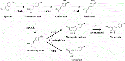 Engineered biosynthetic pathway in E. coli. TAL and Sam5 from S. espanaensis, COMT and CHS from A. thaliana, ScCCL from S. coelicolor, and STS from A. hypogaea