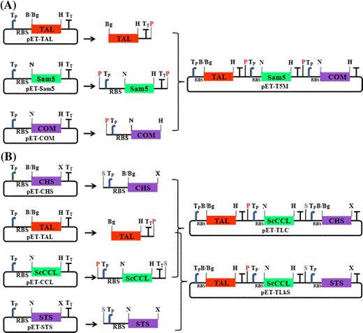 Organization of the artificial gene clusters used for production of plant-specific compounds in E. coli. All three genes contained their own T7 promoter and RBS. Schematic representation of the strategies used for construction of pET-T5 M (a), pET-TLC, and pET-TLkS (b). All constructs contained the T7 promoter and the RBS in front of each gene, and the T7 terminator located in the rear of each gene. The following abbreviations are used: B, BamHI; Bg, BglII; H, HindIII; N, NdeI; X, XhoI; P, PacI; S, SpeI; Tp, T7 promoter; TT, T7 terminator; RBS, ribosomal binding site