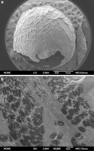 SEM photographs of the capsule: a the whole capsule; b the internal surface of the capsule