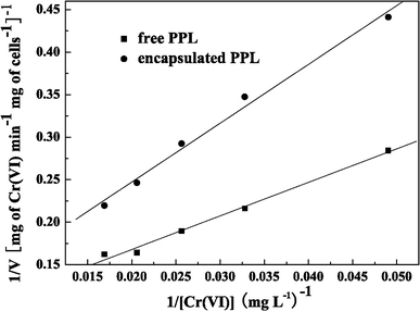 Typical Lineweaver–Burk plots for free and encapsulated LSSE-09 (pH 9.0, 37°C)