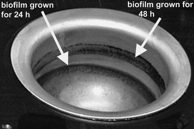 Biofilms of Deinococcus geothermalis accumulated on air–liquid interfaces of the stainless steel vials in the DBA instrument. The lowest biofilm in the vials resulted from growth in 8.5 ml of SPW medium seeded with D. geothermalis. The vial was then emptied, rinsed, and filled with 20.5 ml of fresh SPW. The previous biofilm thus became submerged and a new biofilm developed above it at the air–liquid interface