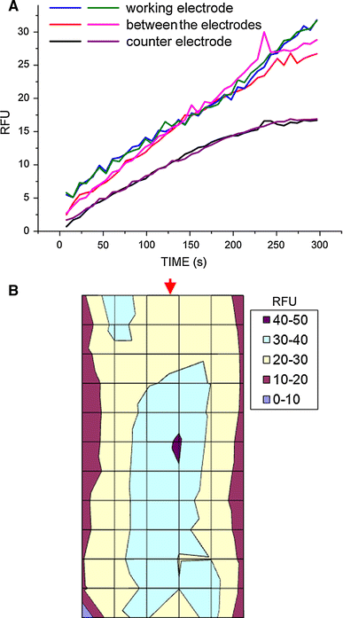 a The kinetics of fluorescence emission from the RadBox cuvette by Tempo-9-ac (50 μM) during pulsed polarization (P2) in SPW medium. The fluorescence (RFU) emitted by Tempo-9-Ac (50 μM) excited by the ROS generated during the polarization was recorded from 72 locations of the RadBox cuvette (7.5 s per each round, 300 s in total). The readings were integrated for blocks of six longitudinal sectors (12 locations in each). The lines show the averaged RFU from these sectors shown in b. b Map of the cumulative (300 s) fluorescence output from the different sectors in the cuvette. The arrowhead points to the location of the working electrode in the cuvette. The left and the right sides of b represent the walls of the cuvette that functioned as the counter electrodes
