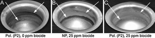 Examples of DBA vials with biofilms remaining after polarization treatments with or without biocide. The biofilms were grown for 24 h in biocide-free medium (8.5 ml of SPW) followed by 48 h of growth (20.5 ml of SPW) with 0 ppm (a) or 25 ppm (b, c) of 2-dibromo-2-cyanoacetamide containing product. The vials in a and c were polarized with a cathodically weighted pulsed program (P2); b shows a vial that was not polarized. Biofilms were grown (24 h, left arrow) before and (48 h, right arrow) after the polarization. Submerged biofilm (left arrow) is absent in a and c and the splash area biofilm is absent in b and c. Similar results were seen with the other oxidative biocides