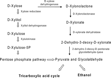 The normal d-xylose metabolic pathway (wide arrow) and the presumed bypass pathway of d-xylose through d-xylonolactone and d-xylonate (line arrow) in yeast