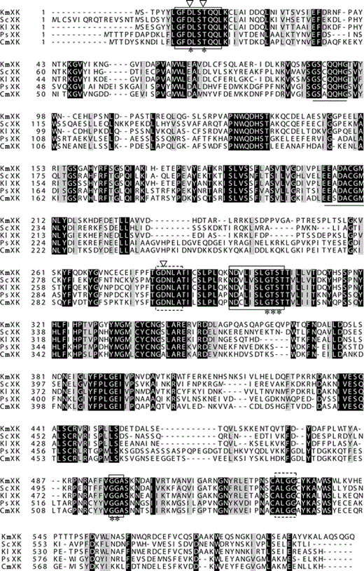 Sequence alignment of KmXK with other XKs from various microorganisms. The XKs aligned were derived from K. marxianus (KmXK, GenBank accession no. GU586191, in this study), S. cerevisiae (ScXK, GenBank accession no. EEU06528), K. lactis (KlXK, GenBank accession no. XP_454390), P. stipitis (PsXK, GenBank accession no. EAZ63302), and C. maltosa (CmXK, GenBank accession no. AAY87404). Highly conserved motifs of phosphate 1, phosphate 2, and adenosine are enclosed in boxes. Connect 1 and connect 2 are enclosed in dashed line boxes. D10, T13, G302, T303, S304, G496, and G497, indicated by asterisks, are amino acids that are common to all sugar kinases. D10, T13, and D282 indicated by inverted triangles are catalytic residues and are conserved across the ATPase superfamily