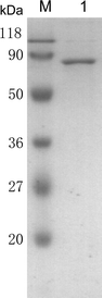 Purification of xylulokinase. 1 Purified xylulokinase, M prestained protein molecular weight marker (Fermentas)