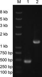 PCR to identify the disruption of KmXYL3. Lane 1 K. marxianus YHJ010, lane 2: K. marxianus YWRL001 (KmXYL3 disrupted)