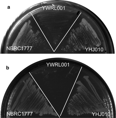 Growth of KmXYL3-disrupted strain K. marxianus YWRL001 on SD medium with xylose (a) or xylitol (b) as sole carbon source