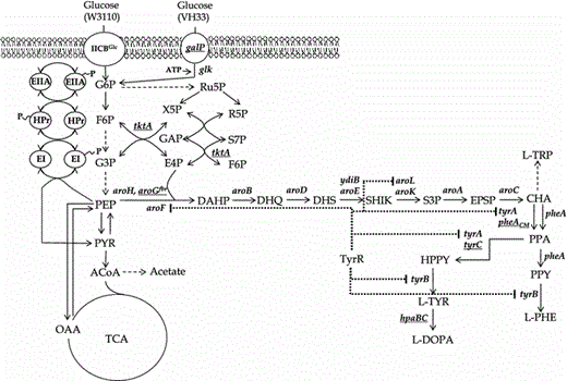 Pathways related to the biosynthesis of aromatic amino acids in E. coli. Proteins involved in glucose transport and phosphorylation in strains W3110 and VH33 are also shown. Dashed arrows indicate two or more enzyme reactions. Dotted lines originating from the transcriptional regulator TyrR indicate genes repressed by this protein. Underlined genes were overexpressed from plasmids (aroG fbr, tktA, pheA CM, tyrC and hpaBC) or the chromosome (galP). EI enzyme I, HPr phosphohistidine carrier protein, IICB Glc integral membrane glucose permease, galP galactose permease; glk glucokinase, tktA transketolase gene, ATP adenosine triphosphate, F6P fructose-6-phosphate, G3P glyceraldehyde-3-phosphate, G6P glucose-6-phosphate, E4P d-erythrose 4-phosphate, R5P ribose-5-phosphate, Ru5P ribulose-5-phosphate, S7P sedoheptulose-7-phosphate, X5P xylulose-5-phosphate, PEP phosphoenolpyruvate, PYR pyruvate, AcCoA acetyl-CoA, OAA oxaloacetate, TCA tricarboxylic acid, DAHP 3-deoxy-d-arabino-heptulosonate 7-phosphate, DHQ 3-dehydroquinic acid, DHS dehydroshikimate, SHIK shikimate, S3P shikimate 3-phosphate, EPSP 5-enolpyruvoylshikimate-3-phosphate, CHA chorismate, PPA prephenate, HPPY 4-hydroxyphenylpyruvate, PPY phenylpyruvate, l -TYR l-tyrosine, l -PHE l-phenylalanine, l -TRP l-tryptophan, l -DOPA l-3,4-dihydroxyphenylalanine, aroF DAHP synthase feedback inhibited by l-tyrosine, aroG fbr DAHP synthase feedback inhibition resistant, aroH DAHP synthase feedback inhibited by l-tryptophan, aroB 3-dehydroquinate synthase gene, aroD 3-dehydroquinate dehydratase gene, aroE shikimate dehydrogenase isozyme gene, ydiB shikimate dehydrogenase isozyme gene, aroK shikimate kinase I gene, aroL shikimate kinase II gene, aroA 3-phosphoshikimate-1-carboxyvinyltransferase gene, aroC chorismate synthase gene, tyrA chorismate mutase-prephenate dehydrogenase, pheA chorismate mutase-prephenate dehydratase, tyrC cyclohexadienyl dehydrogenase, pheA CM chorismate mutase domain from chorismate mutase-prephenate dehydratase, tyrB tyrosine aminotransferase gene, hpaBC p-hydroxyphenylacetate 3-hydroxylase genes