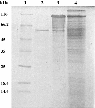 SDS–PAGE analysis of different steps of amylase purification. Lane 1 molecular mass markers, lane 2 Sephacryl S-200 purified amylase, lane 3 Q-Sepharose column, lane 4 ethanol-precipitated enzyme