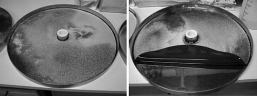Platotex plate after the growth of Streptomyces sp. lma-S835 in AgSF mode. The strain secretes a dark pigment that colors the agar black. The mirror-quality polish of the stainless steel avoids sticking and facilitates recovery of the agar/biomass layer (right)