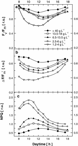 Diel changes in maximum PSII photochemical yield F v/F m (a), actual photochemical yield ∆F/F m′ (b) and non-photochemical quenching NPQ (c) in Chlorella mass cultures grown at different biomass concentrations (1.2–4, 2.5–6.5, 6.5–13.5, 13.5–18 and >40 g L−1) in outdoor thin-layer cascade units