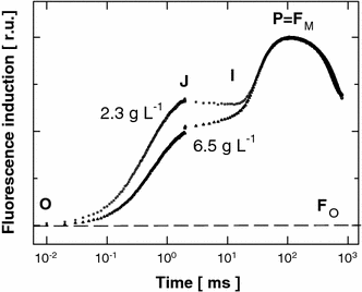 Rapid Chl-fluorescence induction kinetics of Chlorella cultures measured at midday in cultures of low and optimum biomass density (2.3 versus 6.5 g DW L−1). The curves were double-normalised to F 0 and F m to distinguish differences in the intermediate steps J and I, which represent various reduction states of the PSII electron carriers. Three to five records were averaged to construct each induction curve