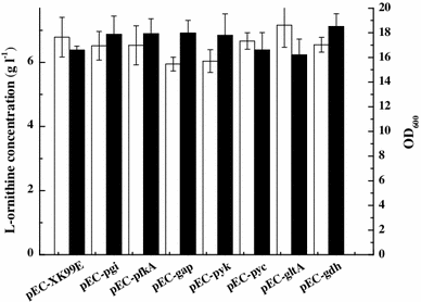 Effect of overexpression of genes encoding enzymes in the upstream pathway of glutamate biosynthesis on l-ornithine production in C. glutamicum ΔAP. OD600 (white bars); l-ornithine concentration (black bars). Cells were cultured in the fermentation medium 25 μg ml−1 Kan and 0.5 mM IPTG at 30 °C for 72 h. Data are mean ± SD for three replicates