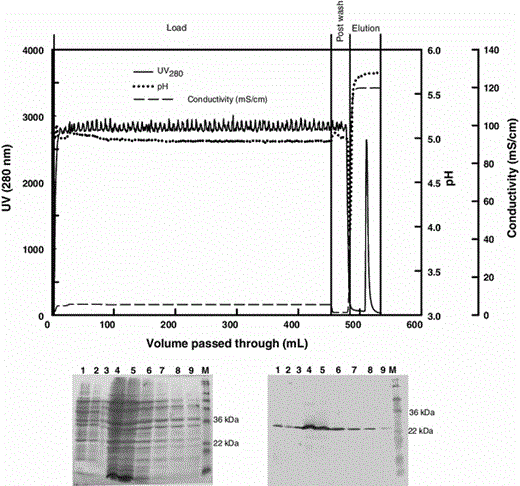 Chromatogram (top), SDS-PAGE (bottom left), and corresponding Western blot (bottom right) analyses for the purification of Fab D1.3 from culture broth (21-h culture) on a HiTrap SP Sepharose XL column. Sodium acetate (15 mM, pH 5.0) was employed for equilibration and the post wash. Elution was achieved by 20 mM MES, 4.5 mM sodium MES, 1.5 M NaCl (pH 5.5). Lane 1 load, 2 post wash, 3–9 elution fractions, M molecular weight markers