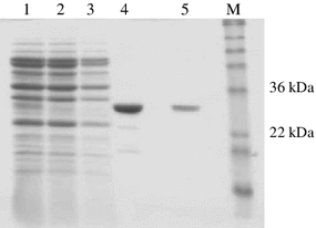 SDS-PAGE analysis following purification of partially purified Fab D1.3 on HiTrap protein G. Fractions (3–9) from chromatography on HiTrap SP Sepharose XL column (Fig. 1) were pooled and desalted on PD10 columns prior to loading into a HiTrap protein G column. Lane 1 PD10 desalted load, 2 flow through, 3 post wash, 4 and 5 eluate 1 and 2, respectively, M molecular weight markers