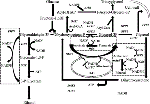 Ethanol and glycerol metabolism in Saccharomyces cerevisiae: GCY1 encoding glycerol dehydrogenase; DAK1 encoding dihydroxyacetone kinase; gapN encoding the non-phosphorylating NADP+-dependent glyceraldehyde-3-phosphate dehydrogenase; mhpF encoding the acetylating NAD+-dependent acetaldehyde dehydrogenase; frdA encoding the NAD+-dependent fumarate reductase; POS5 encoding the NADH kinase. The four introduced genes and corresponding reactions are shown in the dashed boxes