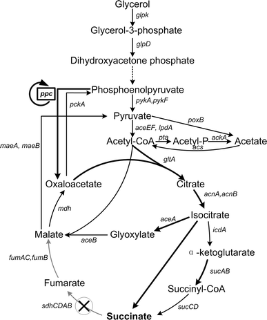 The central carbon metabolism of Escherichia coli BL21(DE3) with glycerol as carbon source and the manipulation strategies for succinate production. The circular arrow around the gene ppc represents that it was firstly deleted for adaptive evolution and then recovered for succinate production. The cross in the circle indicates deleted pathways, which are displayed in grey. The bold arrow represents the upregulated pathways. glpK, glycerol kinase; glpD, glycerol-3-phophate dehydrogenase; pykA/pykF, pyruvate kinase; aceEF/lpdA, pyruvate dehydrogenase complex; poxB, pyruvate oxidase; pta, phosphotransacetylase; ackA, acetate kinase; acs, acetyl-CoA synthase; gltA, citrate synthase; acnA/acnB, aconitate hydratase; icdA, isocitrate dehydrogenase; sucAB, α-ketoglutarate dehydrogenase; sucCD, succinyl-CoA synthase; sdhCDAB, succinate dehydrogenase; fumAC/fumB, aerobic and anaerobic fumarases; mdh, malate dehydrogenase; aceA, isocitrate lyase; aceB, malate synthase; maeA/maeB, NADH/NADPH malic enzymes; ppc, phosphoenolpyruvate carboxylase; pckA, phosphoenolpyruvate carboxykinase