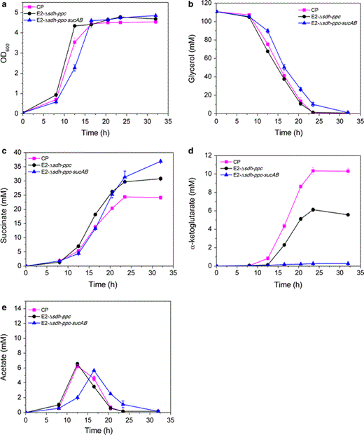 Time profiles of biomass synthesis (a), glycerol consumption (b), succinate production (c), and byproducts accumulation (d, e) for strain CP (square), E2-Δsdh-ppc (circle) and E2-Δsdh-ppc-sucAB (triangle) in minimal medium measured from flask cultures