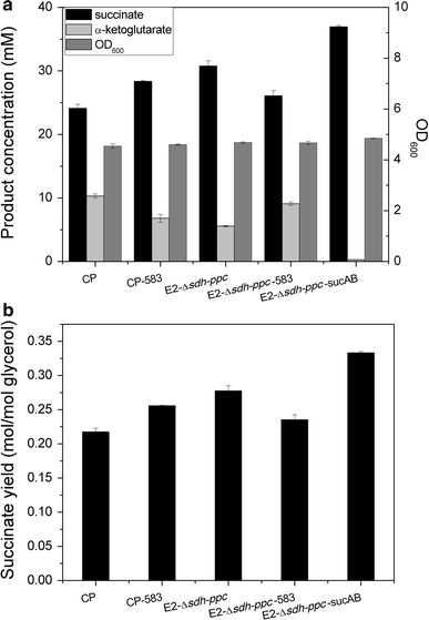 Comparison of succinate production and byproduct accumulation between different strains developed in this study. a Biomass (OD600), succinate and α-ketoglutarate concentrations; b succinate yield (mol/mol glycerol). All the strains were cultured in minimal medium with 110 mM glycerol in 500-ml flasks at 37 °C and 220 rpm