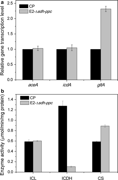 a Changes of gene transcription levels of aceA, icdA, and gltA between strain CP and E2-Δsdh-ppc; b Changes of enzyme activities of ICL, ICDH, and CS between strain CP and E2-Δsdh-ppc. The unit of enzyme activity is μmol/min/mg protein. All the measurements were performed in triplicate