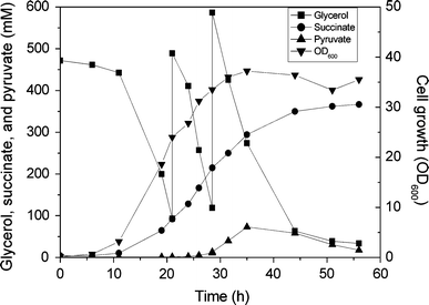 Fed-batch fermentation profile of strain E2-Δsdh-ppc-sucAB for succinate production under aerobic conditions in defined minimal medium