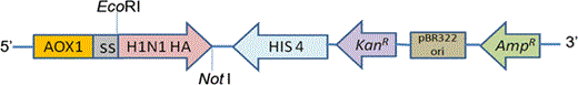 H1N1HA expression cassette in pPIC9K yeast transfer vector. Schematic diagram showing the H1N1 HA expression within pPIC9K yeast transfer vector. The HA gene is inserted at Eco RI—Not I sites under the control of AOX1 promoter in fusion with the secretory signal (SS) at 5′ end. Integration of the transgene within the Pichia genome is at HIS 4 locus. KanR gene present within the expression cassette confers resistance to Kanamycin (in bacteria) and Geneticin (in Yeast)