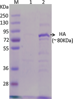 SDS-PAGE analysis of Pichia shake flask culture for expression of H1N1 HA. Lane M Pre stained molecular marker (Fermentas, USA, Cat no: SM1811), Lane 1 Culture supernatant from uninduced GS115-H1N1HA cells (Negative control), Lane 2 Culture supernatant from methanol induced GS115-H1N1HA cells after 72 h post induction
