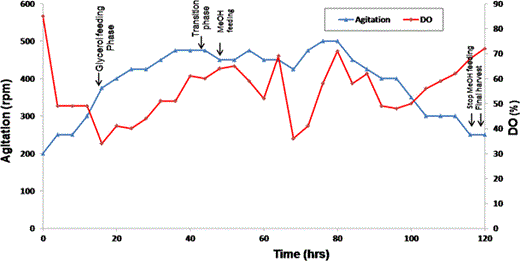 Dissolved oxygen (DO), Agitation (rpm) profiles relative to fermentation time (hours) maintained during GS115H1N1HA fed batch fermentation. Dissolved oxygen (rhombus), agitation speed in rpm (triangle) are plotted with respect to time. Different events of fed batch fermentation are indicated. Glycerol feeding (fed batch) started after 16 h of growth, transition phase (44–48 h), Methanol induction was initiated after 48 h of growth and methanol feeding was continued up to 116 h. The fermentation was terminated after 120 h of growth