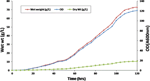 Biomass profile of Pichia (GS115H1N1HA) fed batch fermentation. Plotted parameters show optical density (Rhombus), wet weight (triangle) and Dry weight (square) obtained at different times of fermentation. The fermentation was terminated after 120 h of growth
