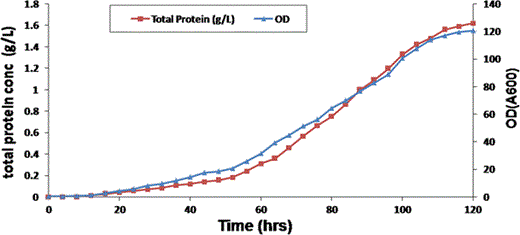 Total protein analysis relative to optical density and time during GS115H1N1HA fed batch Fermentation. Total protein concentration (square) was plotted in combination with OD (triangle) and fermentation time