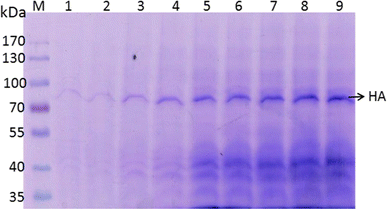 SDS-PAGE analysis fed-batch fermentation culture supernatant for expression of H1N1 HA. Lane 1–9 Harvests of culture supernatants from fed-batch fermentation of GS115-H1N1HA cells after 8, 16, 24, 32, 40, 48, 56, 64, 72 h post induction respectively, Lane M Pre stained molecular marker (Fermentas, USA, Cat no: 06711)