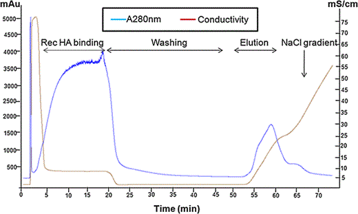 Anion exchange chromatogram of H1N1 HA purification. The crude HA protein diluted in equilibration/binding buffer (20 mM Tris.Cl, pH 7.72) was loaded onto DEAE -Sepharose anion exchange column (Tokyo, Japan) and non specific proteins were washed with 20 mM Tris.Cl, pH 7.72. The bound protein was eluted with sodium chloride linear gradient (0–1 M NaCl in 20 mM Tris.Cl, pH 7.72) at a flow rate of 1 mL/min using Akta purifier (GE Health care, USA)