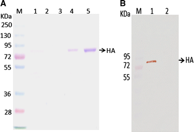 a SDS-PAGE analysis of anion exchange chromatography purified recombinant H1N1 HA. Lane M: Pre stained molecular marker (Fermentas, USA, Cat no: 1811), Lane 1, 2, 3 Fractions collected from washing steps (wash buffer: 20 mM Tris.Cl, pH 7.72) Lane 4, 5: H1N1 HA fraction eluted with 0–1 M NaCl (in 20 mM Tris.Cl, pH 7.72) continuous linear gradient. b Immuno blot analysis of anion exchange chromatography purified recombinant H1N1 HA. Lane M Pre stained molecular marker (Fermentas, USA, Cat no: 1811), Lane 1 Purified H1N1 HA fraction eluted after anion exchange chromatography, Lane 2 washed fraction