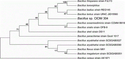 Neighbor-joining phylogenetic tree showing the position of isolated Bacillus sp. CICIM 304 relative to other members of the genus Bacillus. Accession numbers of the sequences used in this study are as follows: Bacillus thioparans strain FJLY3, JN999834.1; Bacillus boroniphilus, AM992181.1; Bacillus badius strain REG145, GQ844977.1; Bacillus lentus strain UR4C, JX315560.1; Bacillus oceanisediminis strain CCMM B618, JN208067.1; Bacillus siralis strain OFB-9, HM439461.1; Bacillus vireti strain DS11, EU834241.1; Bacillus panaciterrae strain Gsoil 1517, NR041379.1; Bacillus aryabhattai strain SCSGAB0027, JX315295.1; Bacillus aryabhattai strain SCSGAB0090, JX315306.1; Bacillus flexus strain M61, JX312636.1; Bacillus megaterium strain SCSGAB0051, JX315300.1; Bacillus cereus strain AK1871, FJ573187.1. Numbers at nodes are percentage bootstrap values based on 1,000 replications