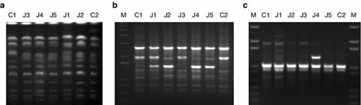 a Chromosomal patterns of C1 and C2 reference strains, and J3, J4, J5, J1, and J2 isolated strains. b Examples of RAPD-PCR profiles from the reference and the isolated strains established for primer OPA-1 and c for primer OPA-10. M corresponds to DNA marker ladder