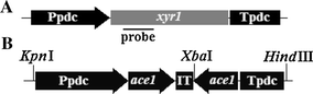 Schematic representation of the xyr1 expression cassette (a) and RNAi vector (b). Ppdc: Trichoderma reesei pdc promoter; ace1 (right arrow): 507-bp ace1 coding sequence; IT: 249-bp spacer fragment including intron 2 of the T. reesei eg2 gene; ace1 (left arrow): antisense strand of the 507-bp ace1 coding sequence; Tpdc: T. reesei pdc terminator. The line indicates the probe for Southern blot