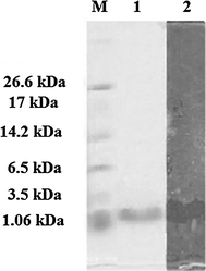 Tricine SDS-PAGE supplemented with glycerol for purified antimicrobial peptide AN5-1 produced by Paenibacillus alvei AN5. Lane 1 color marker ultra-low range (M.W. 1.06–26.6) KDa (Sigma, USA), lane 2 purified AN5-1 stained with Coomassie blue, lane 3 bacteriocin assay overlying on soft agar shows inhibitory activity of the active peptide against E. coli ATCC 29522