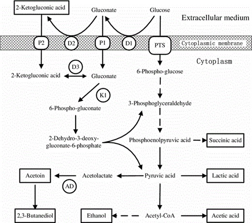 Glucose metabolic pathway in K. pneumoniae. D1, glucose dehydrogenase; D2, gluconate dehydrogenase; D3, gluconate 2-dehydrogenase; P1, gluconate transporter; P2, 2-ketogluconate transporter; K1, gluconate kinase; PTS, phosphoenolpyruvate dependent glucose phosphotransferase system; AD, alpha-acetolactate decarboxylase. Chemicals with solid frame are various metabolic products